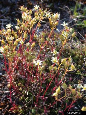 yellowdot saxifrage, Saxifraga bronchialis  (Rosales: Saxifragaceae) - 5425216