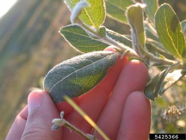 grayleaf willow, Salix glauca  (Salicales: Salicaceae) - 5425366