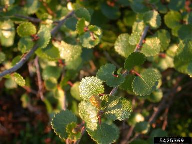 resin birch, Betula glandulosa  (Fagales: Betulaceae) - 5425369