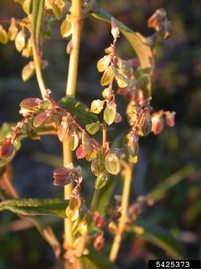 Alaska wild rhubarb, Polygonum alpinum  (Polygonales: Polygonaceae) - 5425373