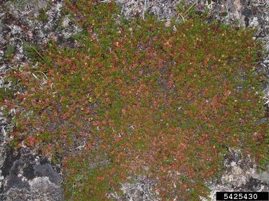 black crowberry, Empetrum nigrum  (Ericales: Empetraceae) - 5425430