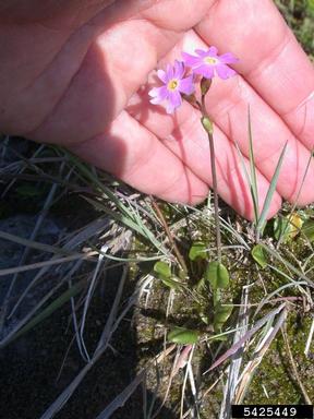 chukchi primrose, Primula tschuktschorum  (Primulales: Primulaceae) - 5425449