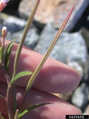 pimpernel willowherb, Epilobium anagallidifolium  (Myrtales: Onagraceae) - 5425458