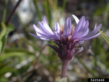 arctic aster, Eurybia sibirica  (Asterales: Asteraceae) - 5425468