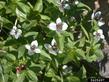 bunchberry, Cornus canadensis  (Cornales: Cornaceae) - 5425497