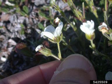 mountain stitchwort, Minuartia biflora  (Caryophyllales: Caryophyllaceae) - 5425509