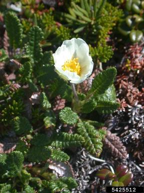 mountain stitchwort, Minuartia biflora  (Caryophyllales: Caryophyllaceae) - 5425512