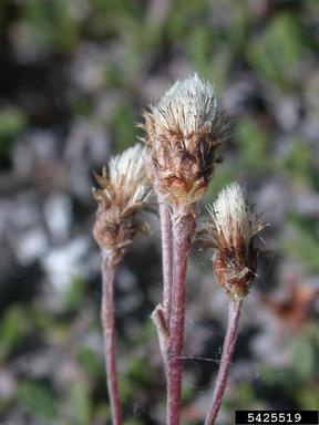 pygmy pussytoes, Antennaria monocephala  (Asterales: Asteraceae) - 5425519