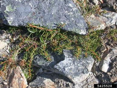 Labrador tea, Ledum palustre  (Ericales: Ericaceae) - 5425528