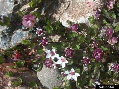 merckia, Wilhelmsia physodes  (Caryophyllales: Caryophyllaceae) - 5425564