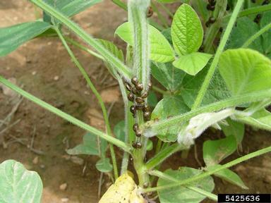kudzu bug (Megacopta cribraria ) on soybean (Glycine max ) - 5425636
