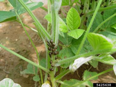 kudzu bug (Megacopta cribraria ) on soybean (Glycine max ) - 5425638