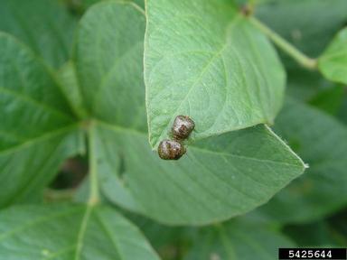 kudzu bug (Megacopta cribraria ) on soybean (Glycine max ) - 5425644