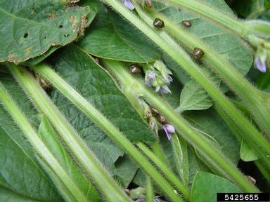 kudzu bug (Megacopta cribraria ) on soybean (Glycine max ) - 5425655