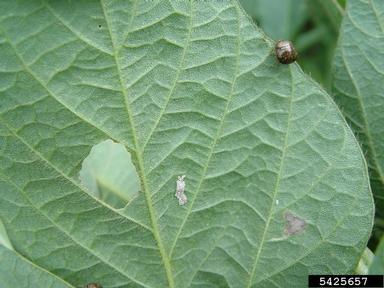 kudzu bug (Megacopta cribraria ) on soybean (Glycine max ) - 5425657