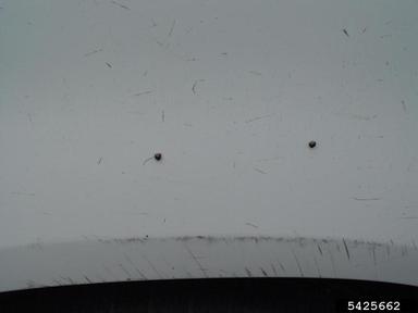 kudzu bug, Megacopta cribraria  (Hemiptera: Plataspidae) - 5425662