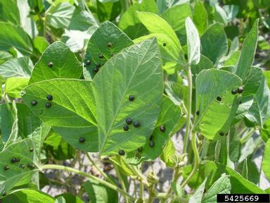 kudzu bug (Megacopta cribraria ) on soybean (Glycine max ) - 5425669