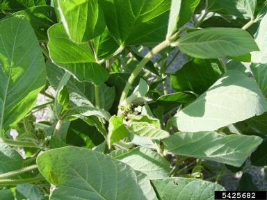 kudzu bug (Megacopta cribraria ) on soybean (Glycine max ) - 5425682