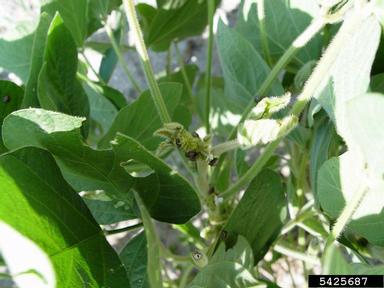 kudzu bug (Megacopta cribraria ) on soybean (Glycine max ) - 5425687