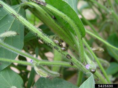 kudzu bug (Megacopta cribraria ) on soybean (Glycine max ) - 5425690