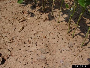 kudzu bug (Megacopta cribraria ) on soybean (Glycine max ) - 5425713