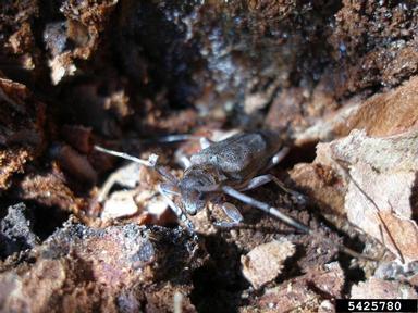 timberman, Acanthocinus aedilis  (Coleoptera: Cerambycidae) - 5425780