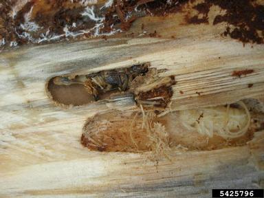 timberman, Acanthocinus aedilis  (Coleoptera: Cerambycidae) - 5425796