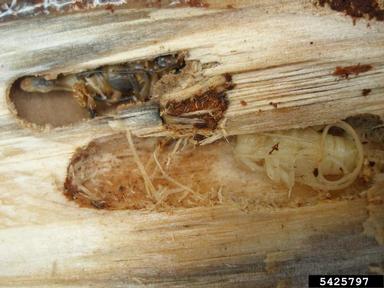timberman, Acanthocinus aedilis  (Coleoptera: Cerambycidae) - 5425797