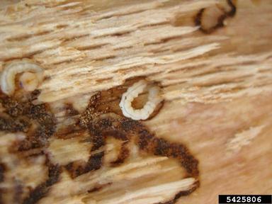 oak splendour beetle, Agrilus biguttatus  (Coleoptera: Buprestidae) - 5425806
