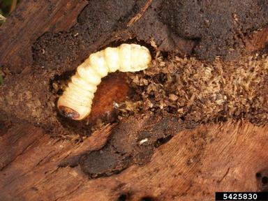 musk beetle, Aromia moschata  (Coleoptera: Cerambycidae) - 5425830