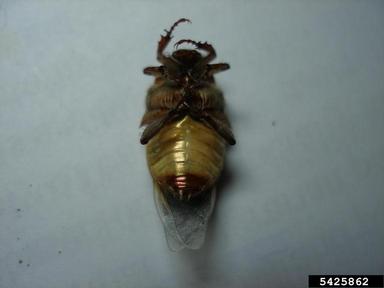 rose chafer, Cetonia aurata  (Coleoptera: Scarabaeidae) - 5425862
