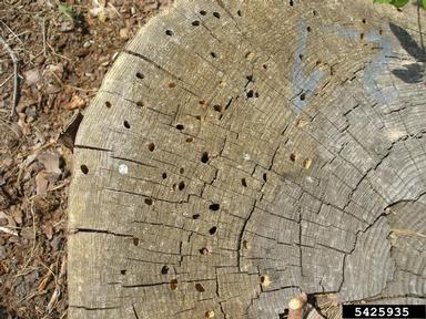 flatheaded pine borer, Chalcophora mariana  (Coleoptera: Buprestidae) - 5425935