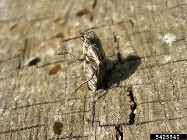 flatheaded pine borer, Chalcophora mariana  (Coleoptera: Buprestidae) - 5425940