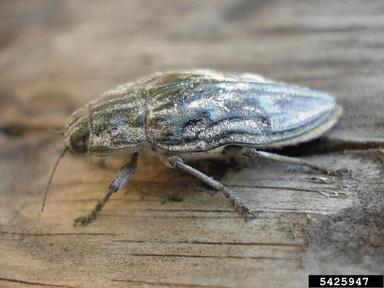 flatheaded pine borer, Chalcophora mariana  (Coleoptera: Buprestidae) - 5425947