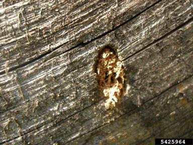 flatheaded pine borer, Chalcophora mariana  (Coleoptera: Buprestidae) - 5425964