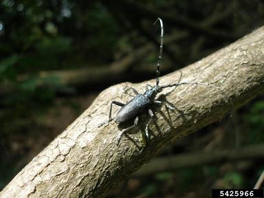 capricorn beetle, Cerambyx scopolii  (Coleoptera: Cerambycidae) - 5425966