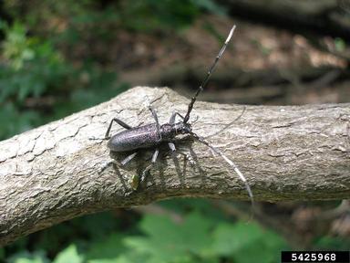 capricorn beetle, Cerambyx scopolii  (Coleoptera: Cerambycidae) - 5425968