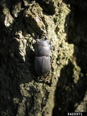 Lesser stag beetle, Dorcus parallelopipedus  (Coleoptera: Lucanidae) - 5425971