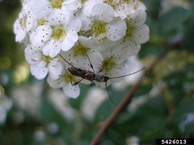 longhorn beetle, Molorchus minor  (Coleoptera: Cerambycidae) - 5426013