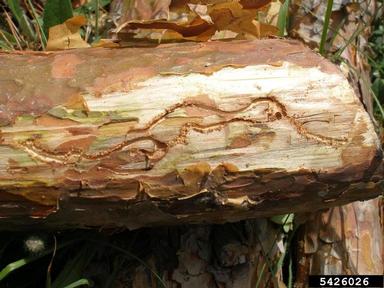 bark beetle, Orthotomicus proximus  (Coleoptera: Curculionidae) - 5426026