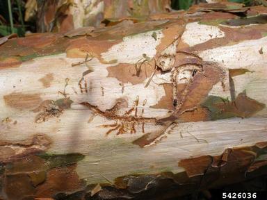bark beetle, Orthotomicus proximus  (Coleoptera: Curculionidae) - 5426036