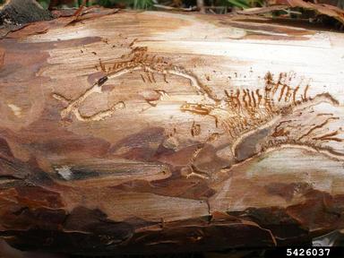 bark beetle, Orthotomicus proximus  (Coleoptera: Curculionidae) - 5426037