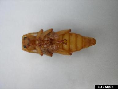 long-horned beetle, Plagionotus detritus  (Coleoptera: Cerambycidae) - 5426053