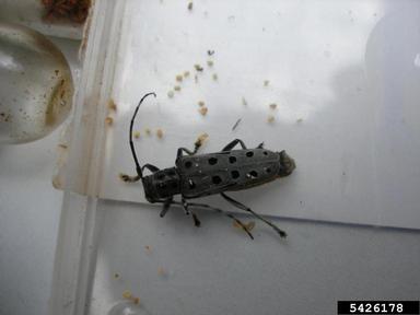 eyed squeaker, Saperda perforata  (Coleoptera: Cerambycidae) - 5426178