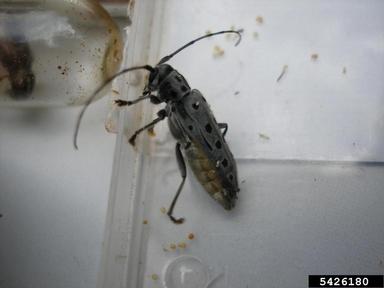eyed squeaker, Saperda perforata  (Coleoptera: Cerambycidae) - 5426180