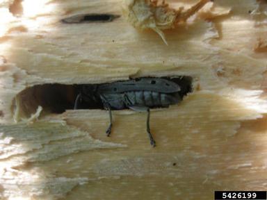 eyed squeaker, Saperda perforata  (Coleoptera: Cerambycidae) - 5426199