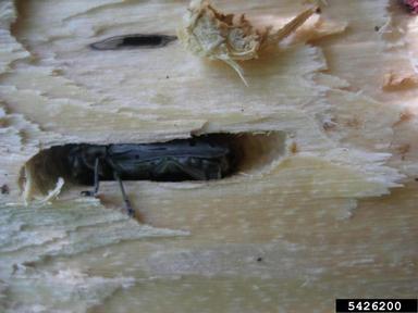 eyed squeaker, Saperda perforata  (Coleoptera: Cerambycidae) - 5426200