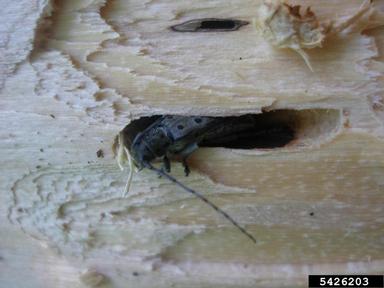 eyed squeaker, Saperda perforata  (Coleoptera: Cerambycidae) - 5426203