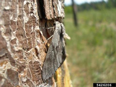 pine hawk-moth, Sphinx pinastri  (Lepidoptera: Sphingidae) - 5426206