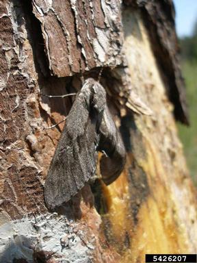 pine hawk-moth, Sphinx pinastri  (Lepidoptera: Sphingidae) - 5426207